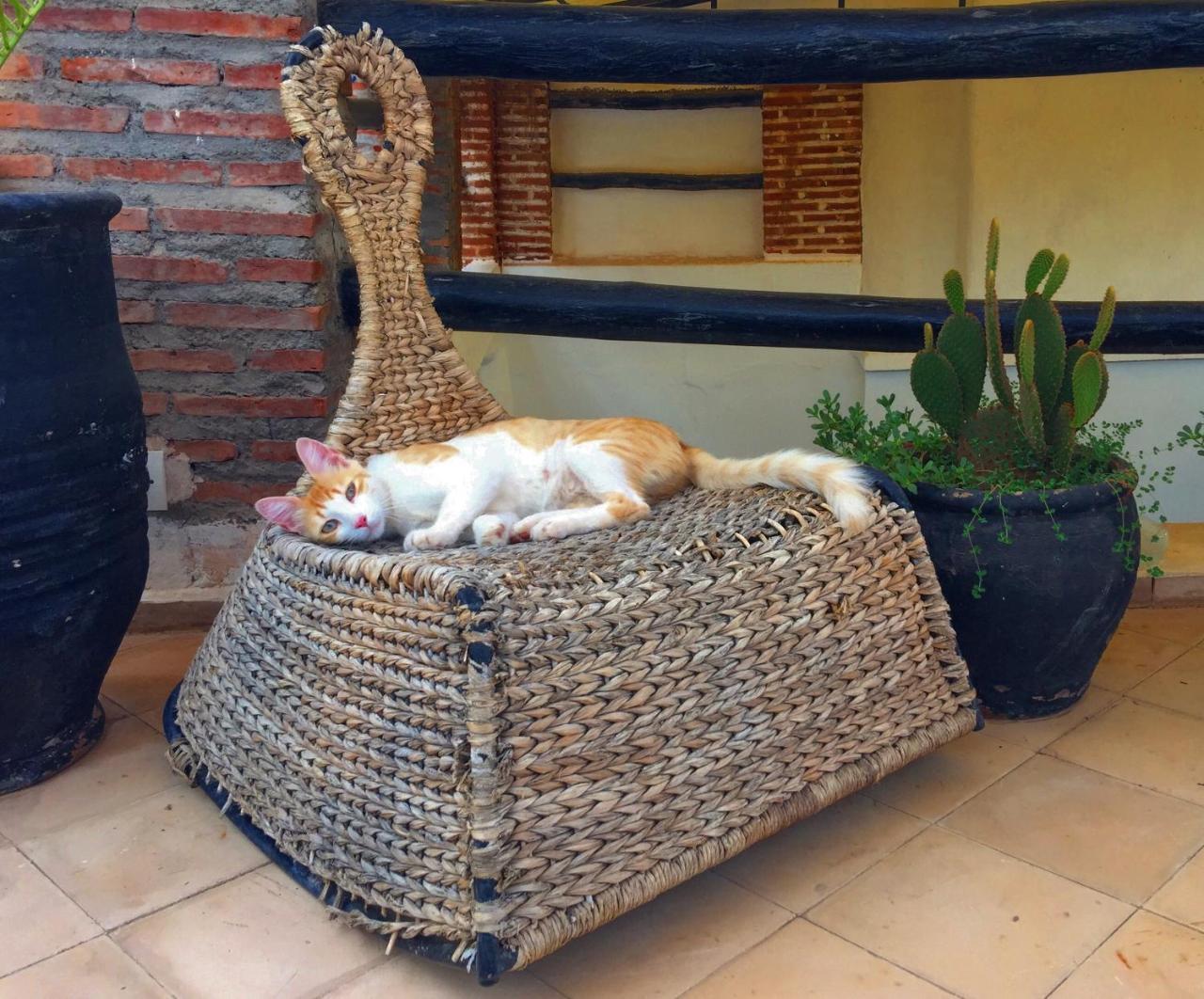 Riad Nejma Lounge Marakeş Dış mekan fotoğraf